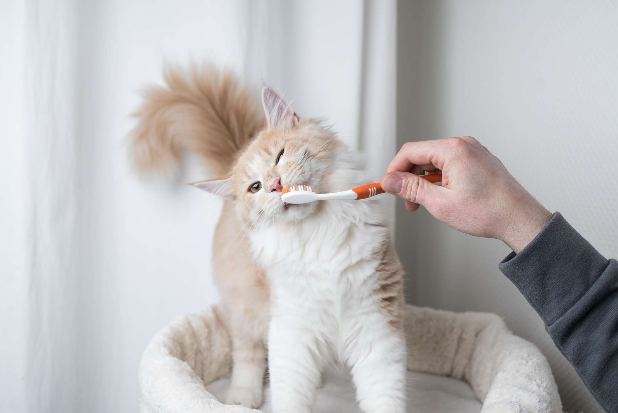 Brushing cat's teeth