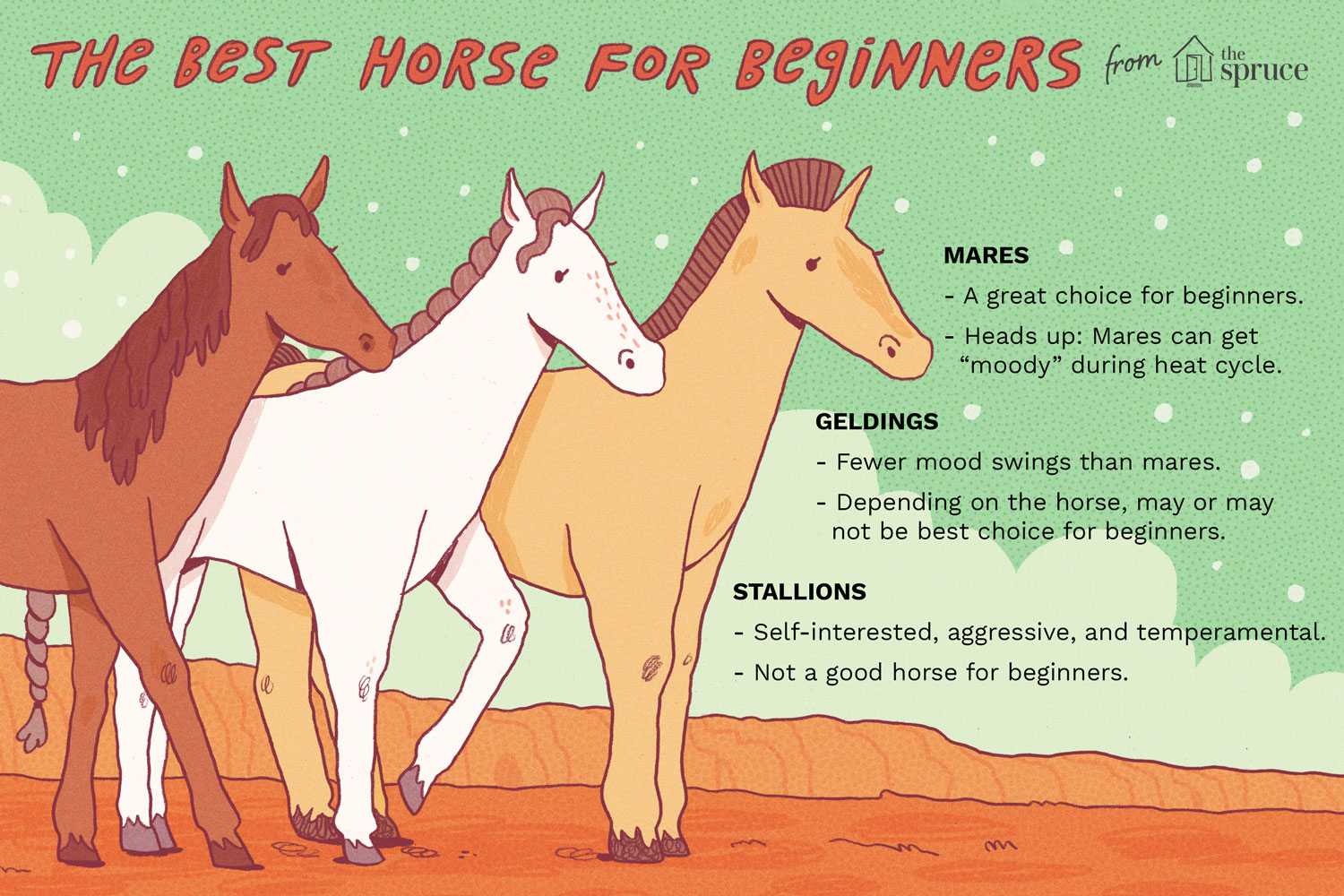 An illustration of a mare, gelding, and stallion and facts about each