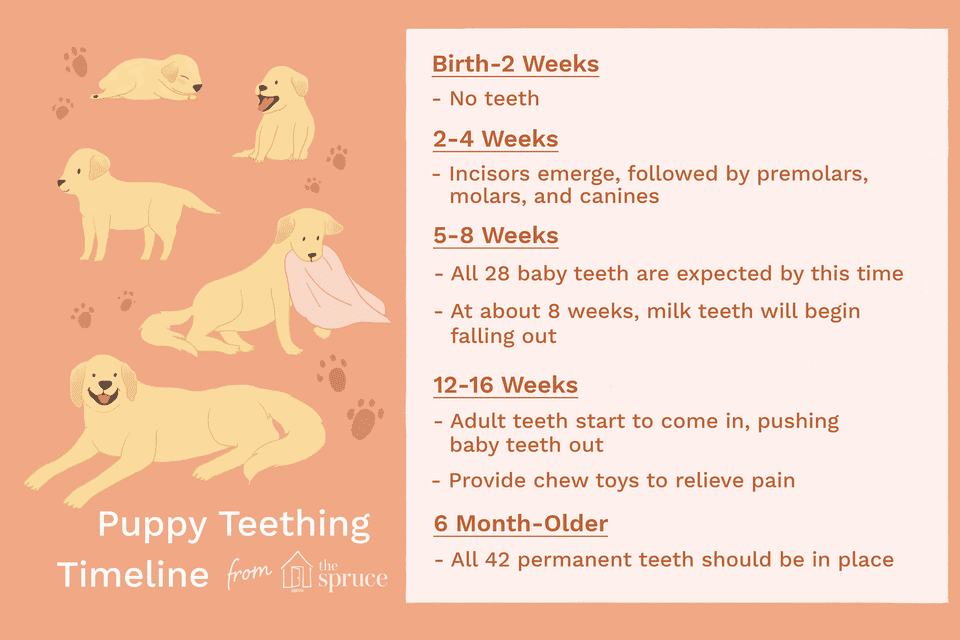 Illustration of puppy teething timeline