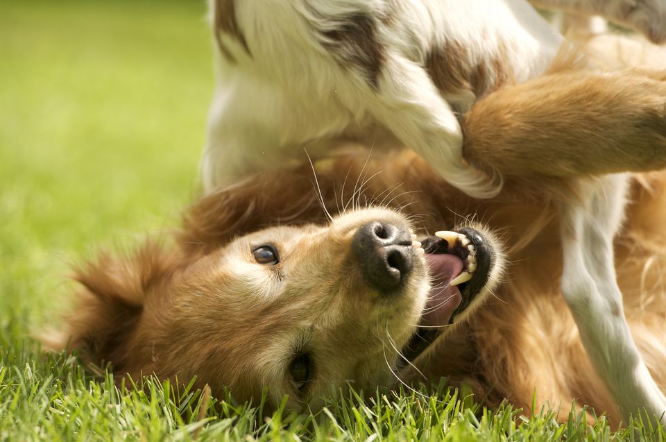 Golden retriever playing with another pet dog