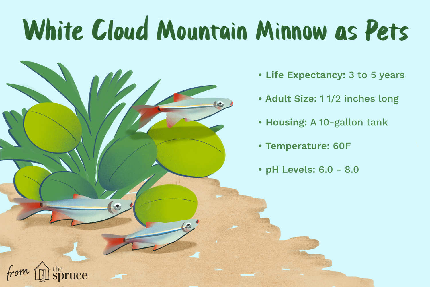 white cloud mountain minnows as pets