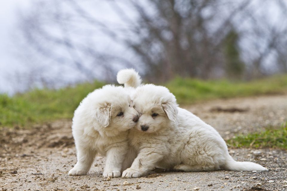 Great Pyrenees puppies