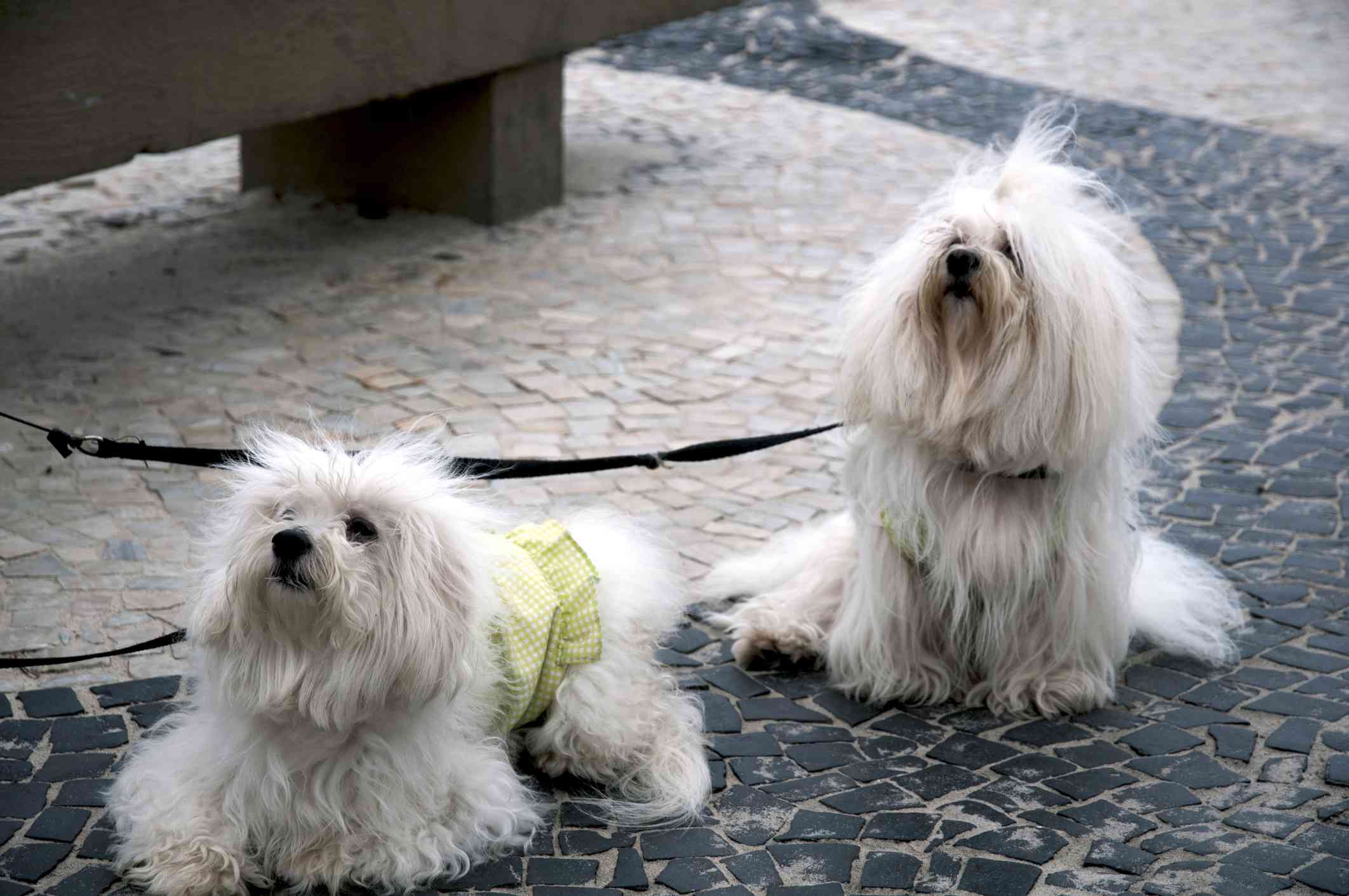 Two Coton de Tulear dogs