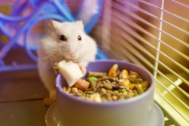 The Best Diet for Feeding Pet Hamsters