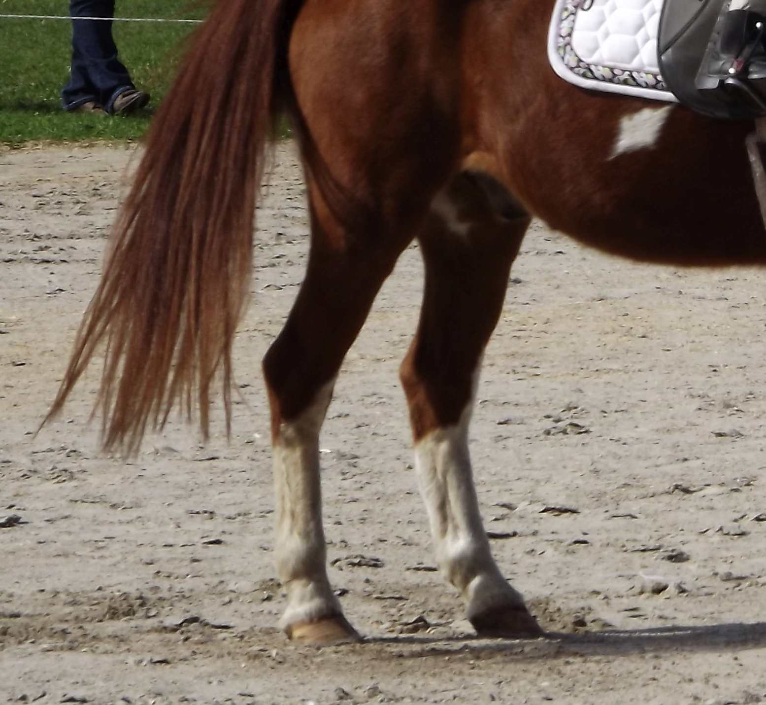 Horse back legs