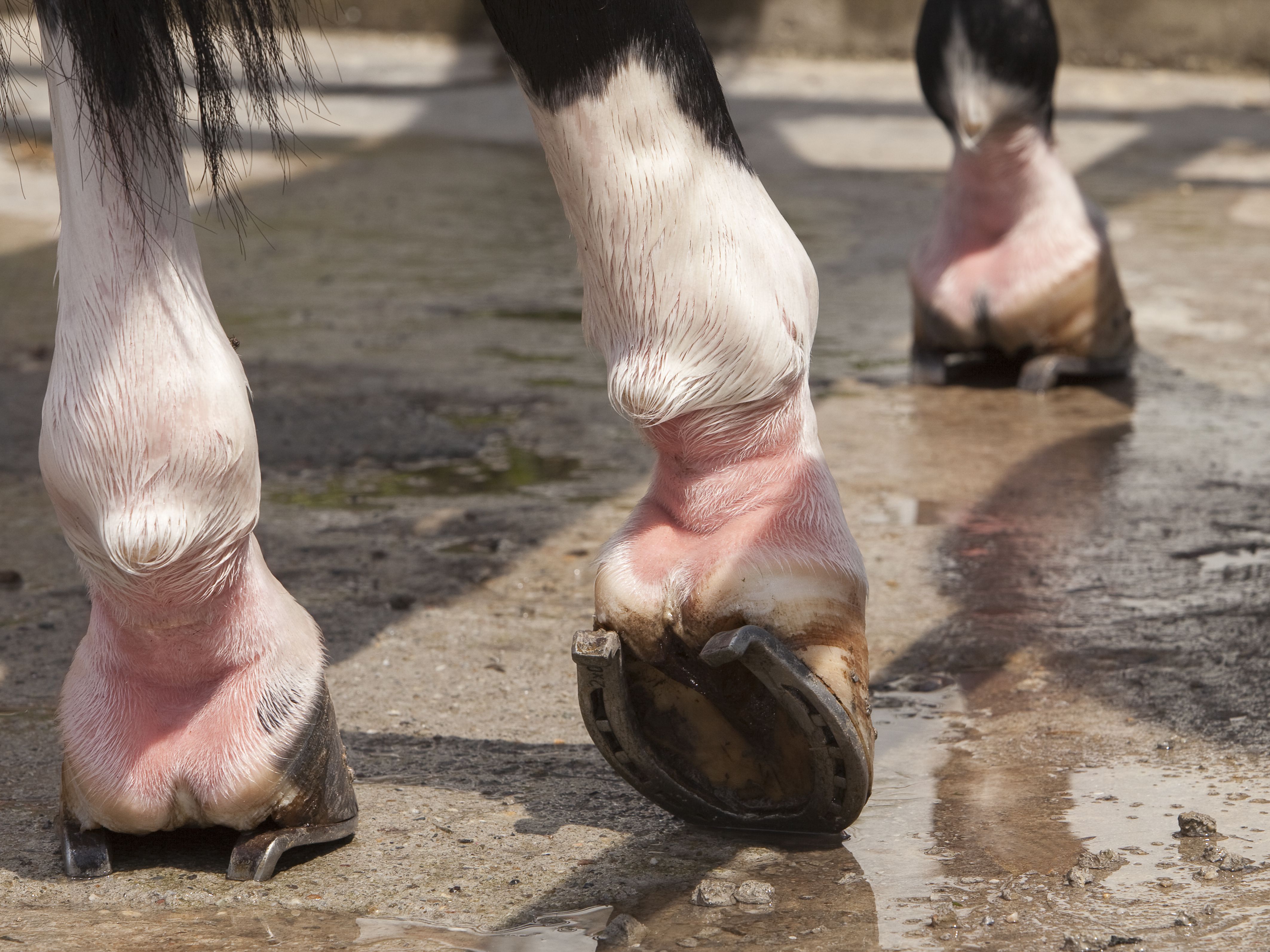 Close-up of horse legs