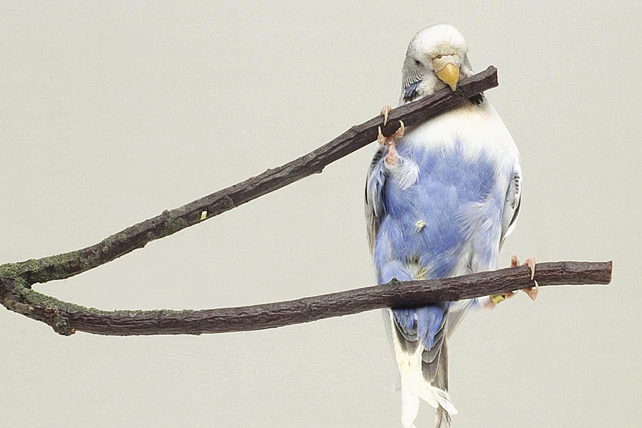 Blue and white budgie biting into twig, front view