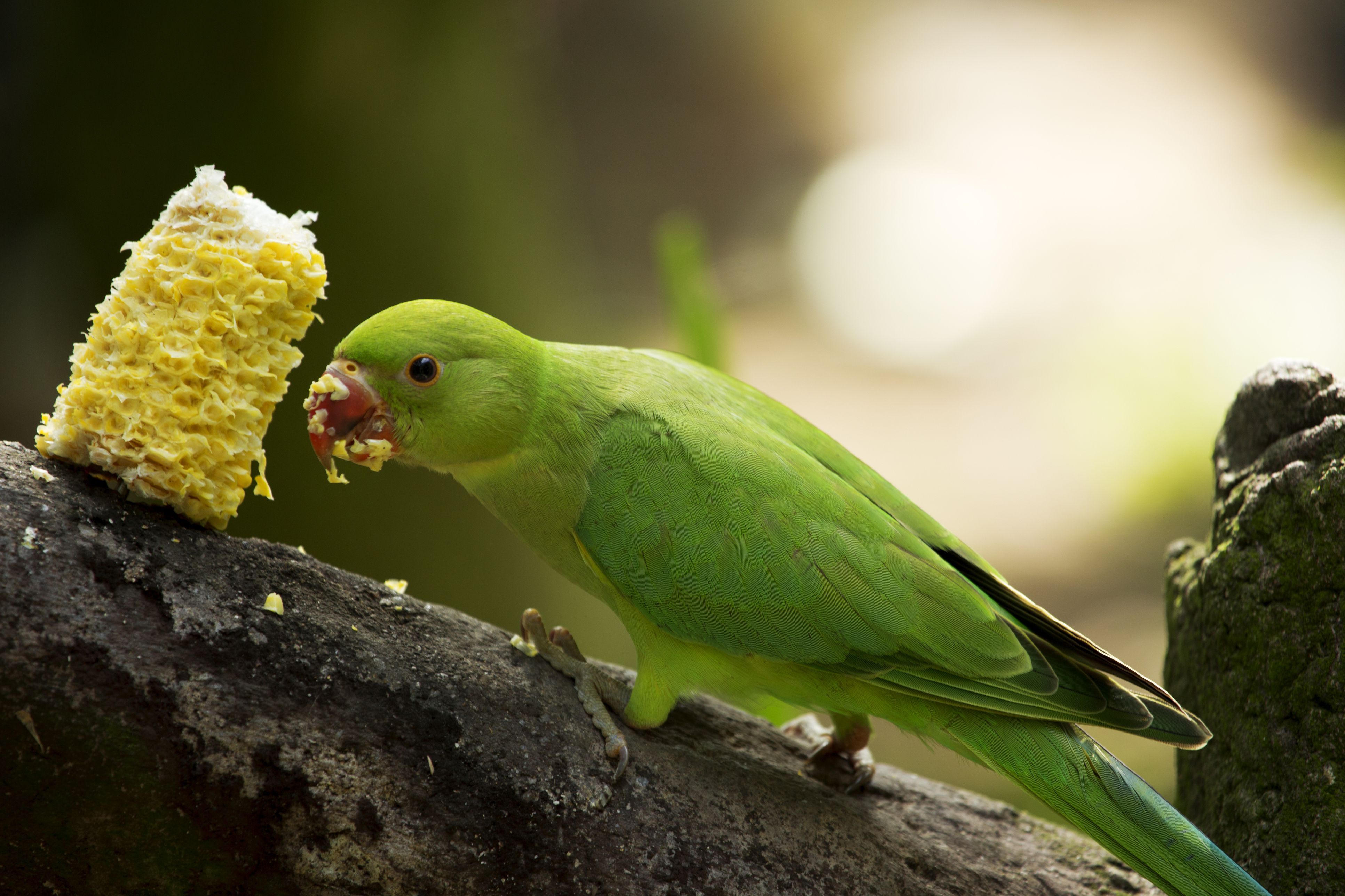 Green parrot bird eating corn