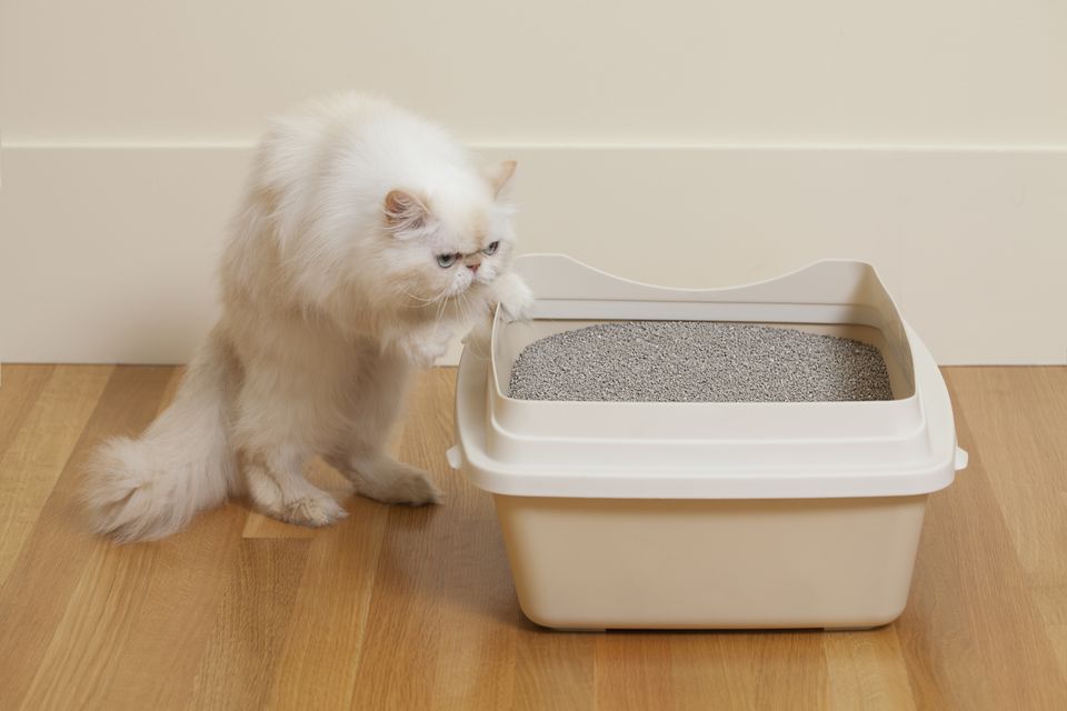 Persian cat sniffing litter box