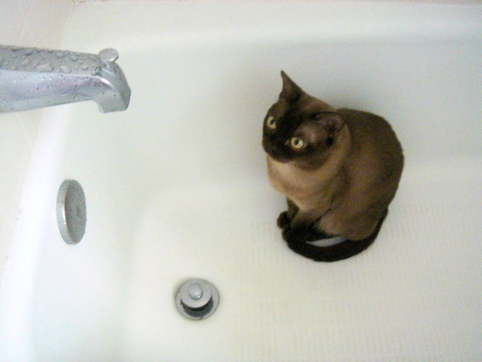Siamese in a bath tub.