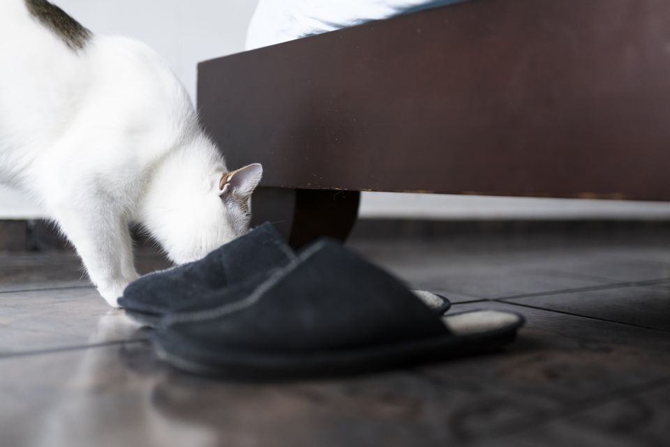 cat smelling shoes
