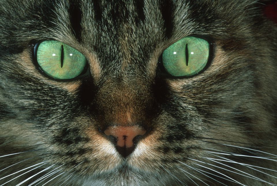 Domestic cat (Felis Felidae) close-up