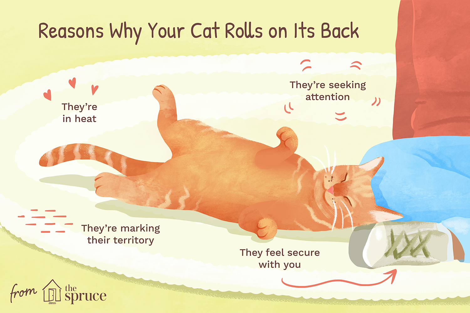 reasons why your cat rolls on its back