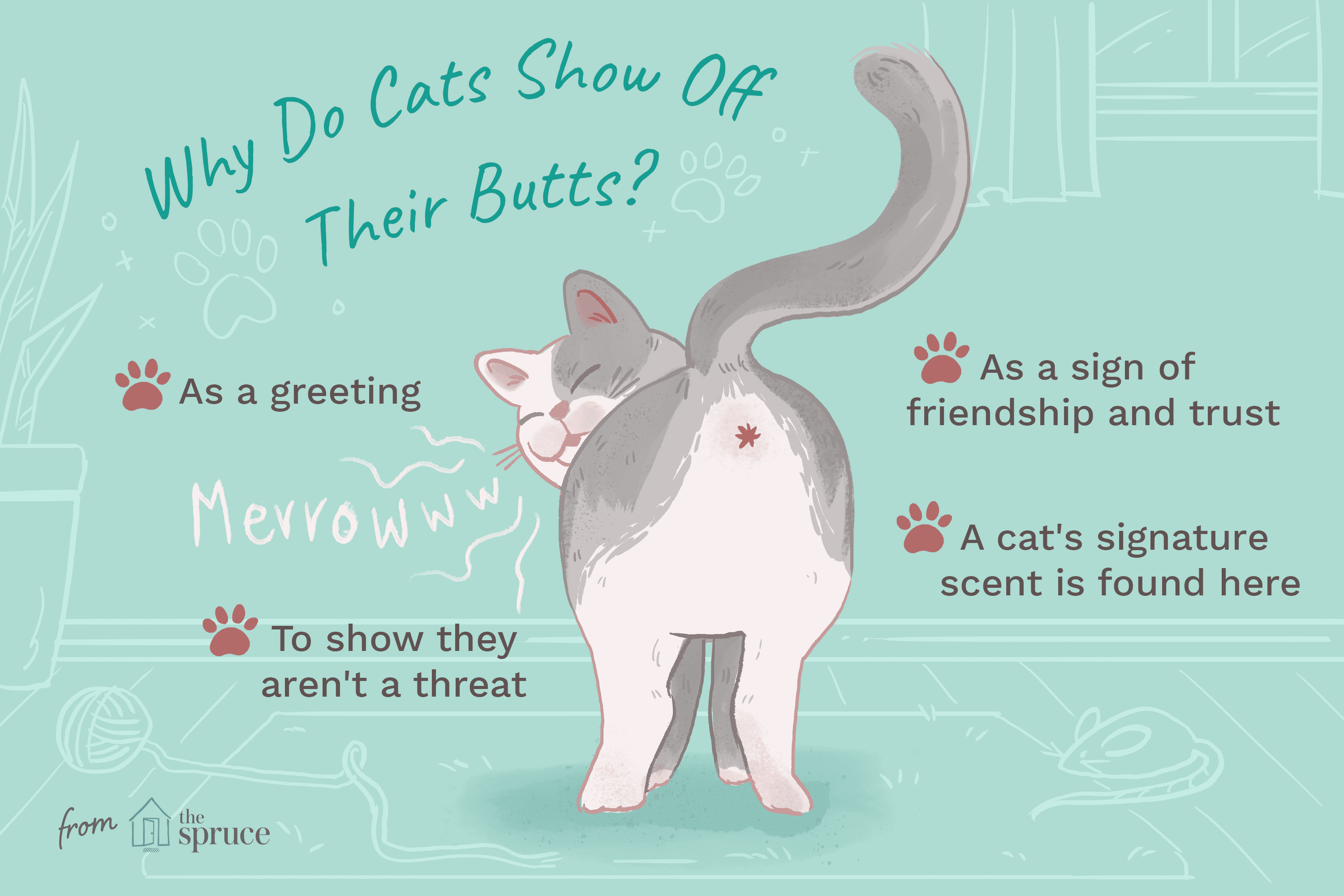 illustration of reasons why cats show off their butts