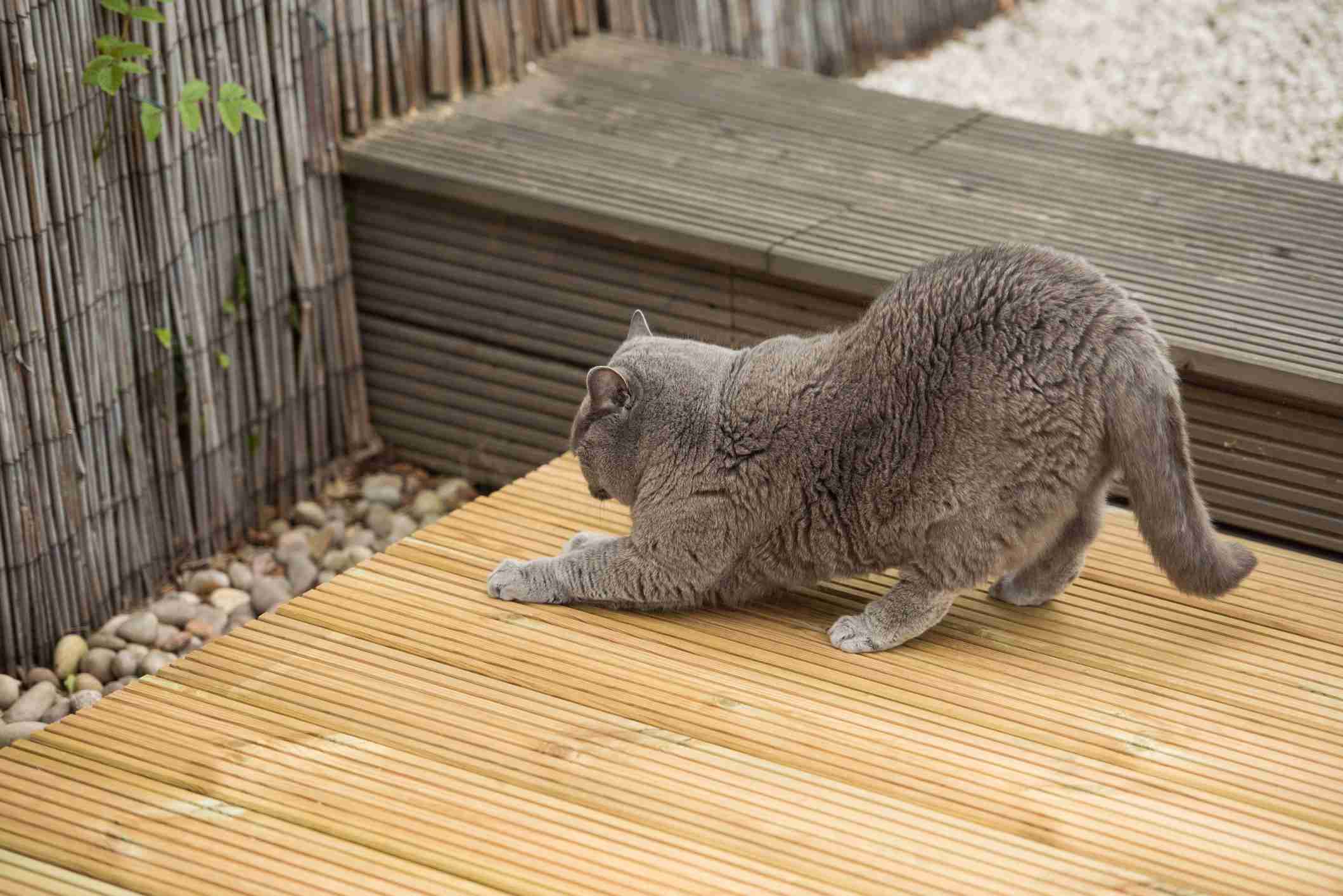 British Short hair cat stretches and scratches wooden deck