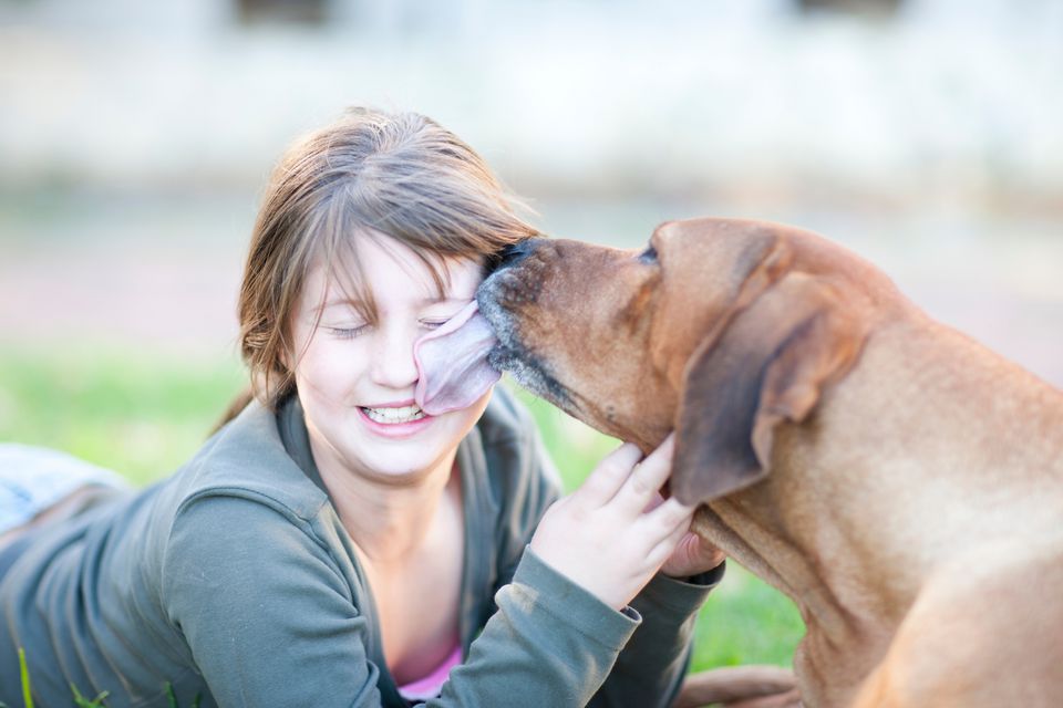 Brown dog licking girl's face.