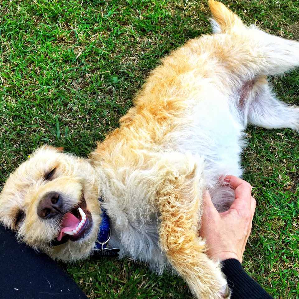 dog enjoying a belly rub