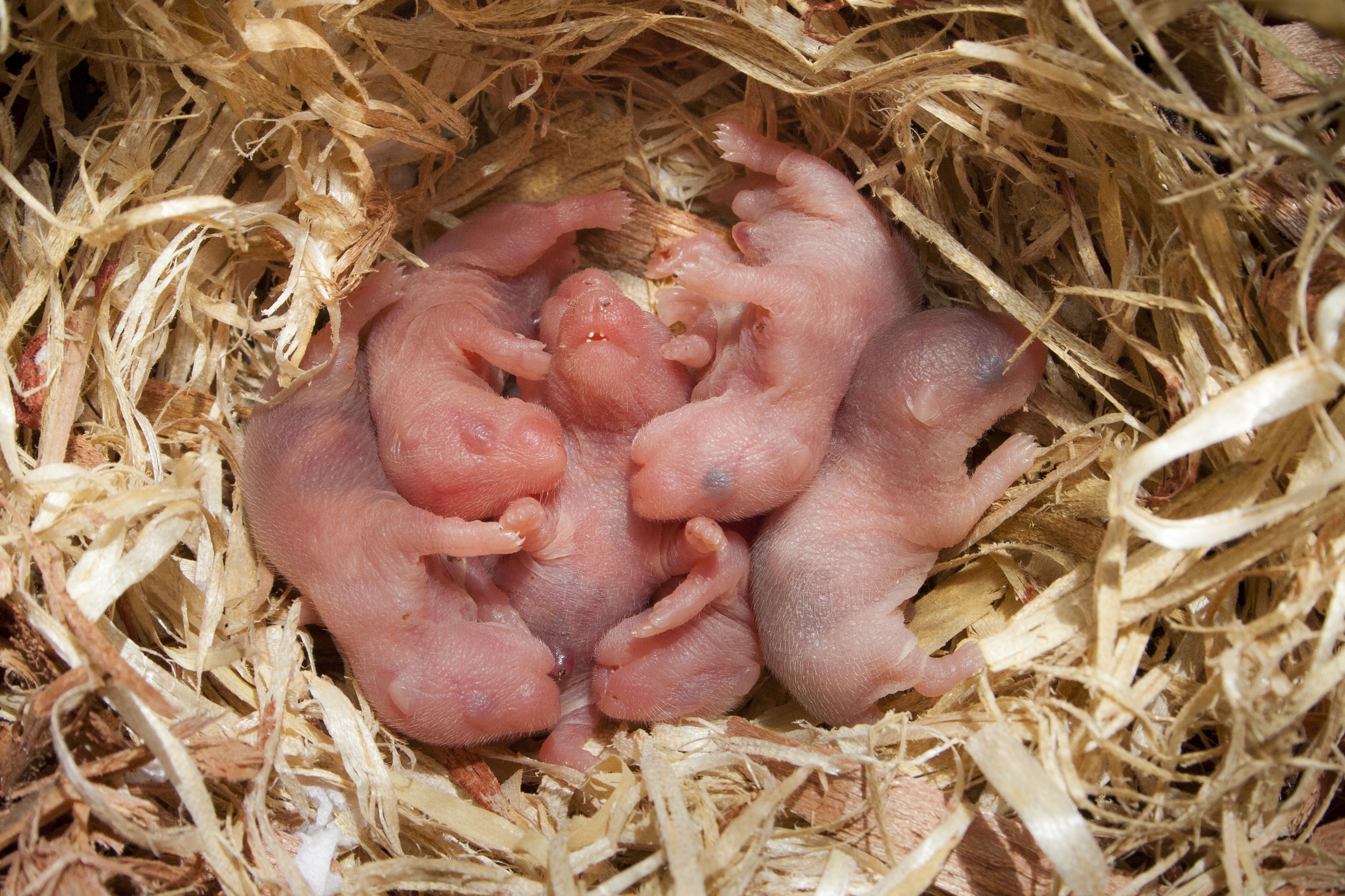 Pink newborn hamsters in a nest.