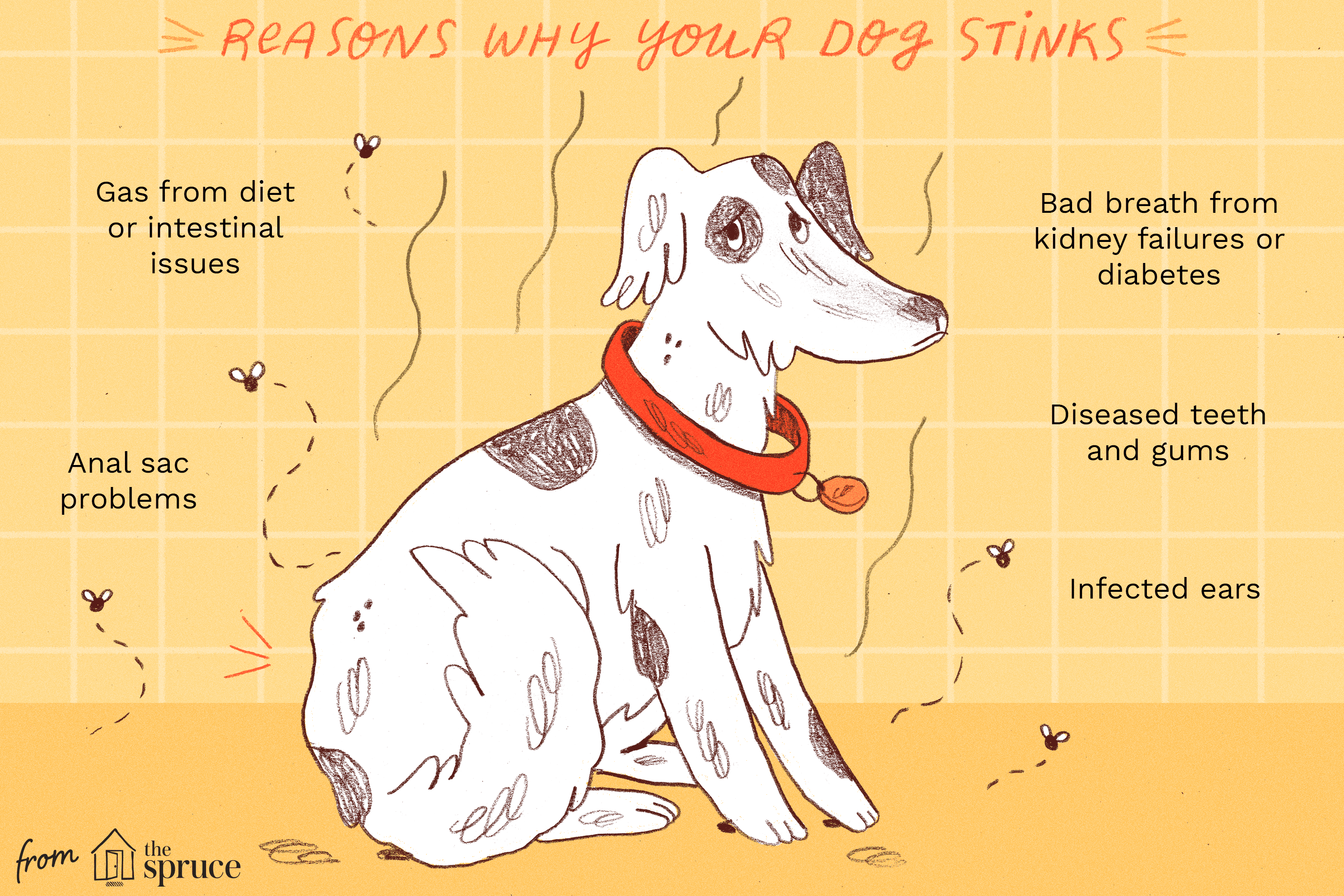 Illustration of reasons why your dog stinks