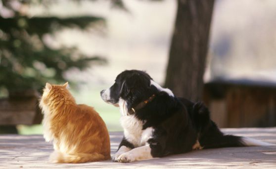 Cat and Dog Together