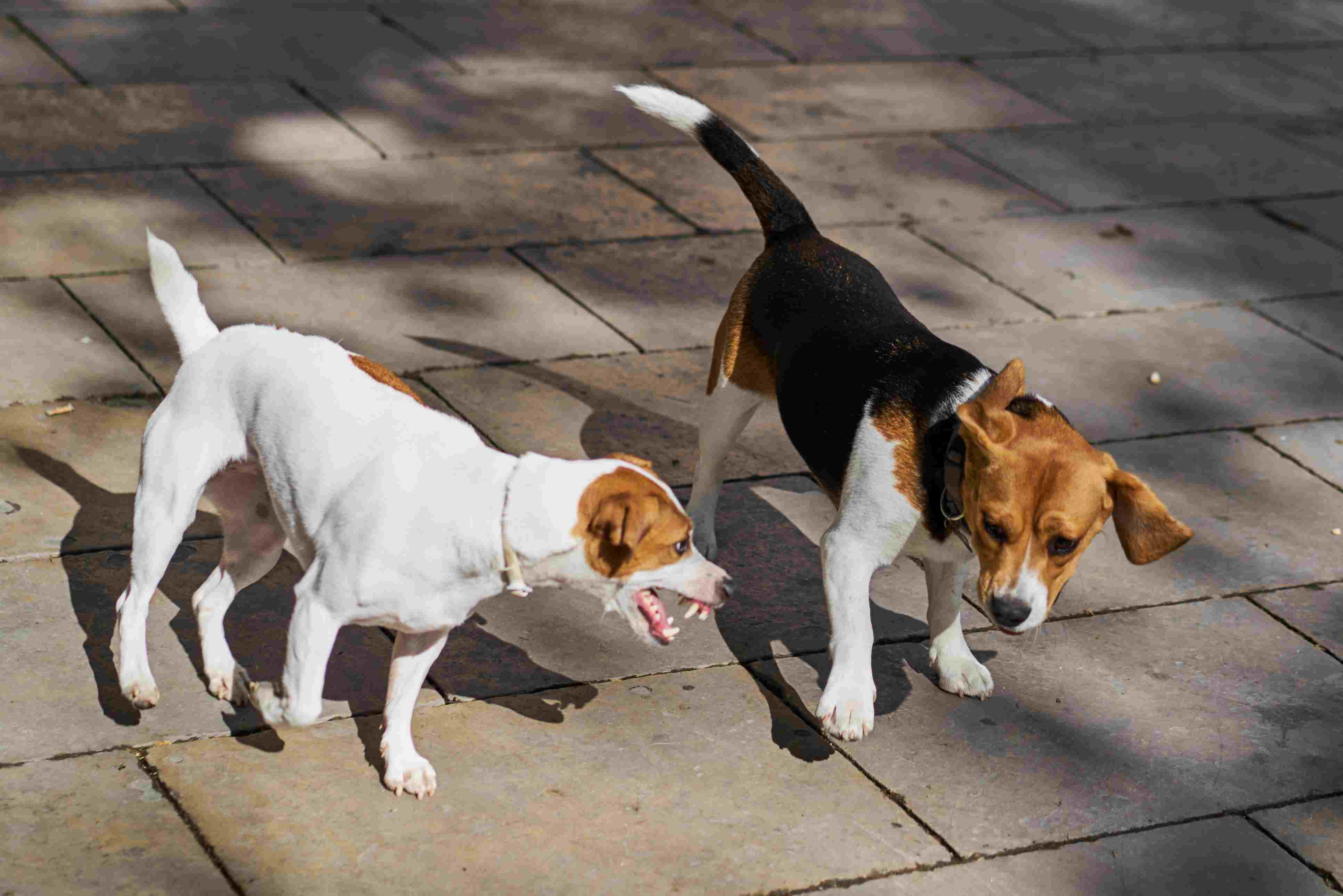 Beagle playing with a Jack Russell
