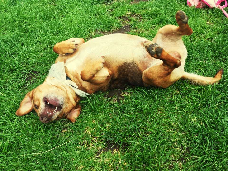 Dog Resting On Grassy Field