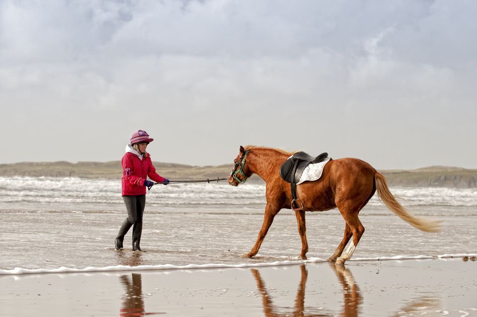 Horse being led to ocean water by its trainer