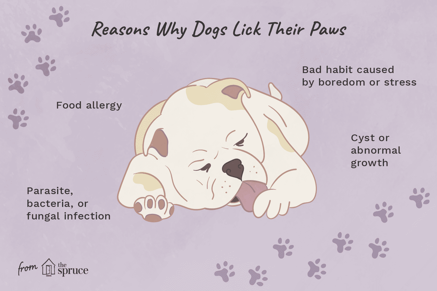 illustration of reasons why dogs lick their paws