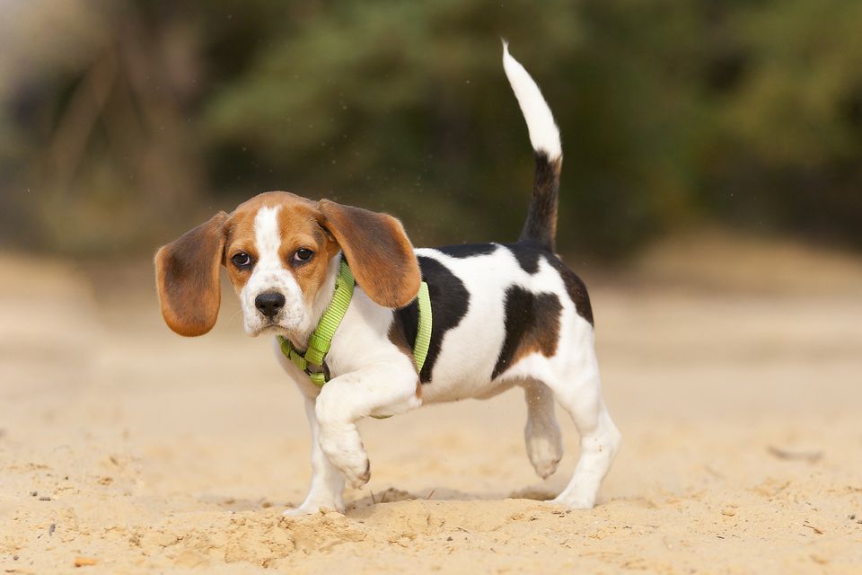 Beagle of 12 weeks