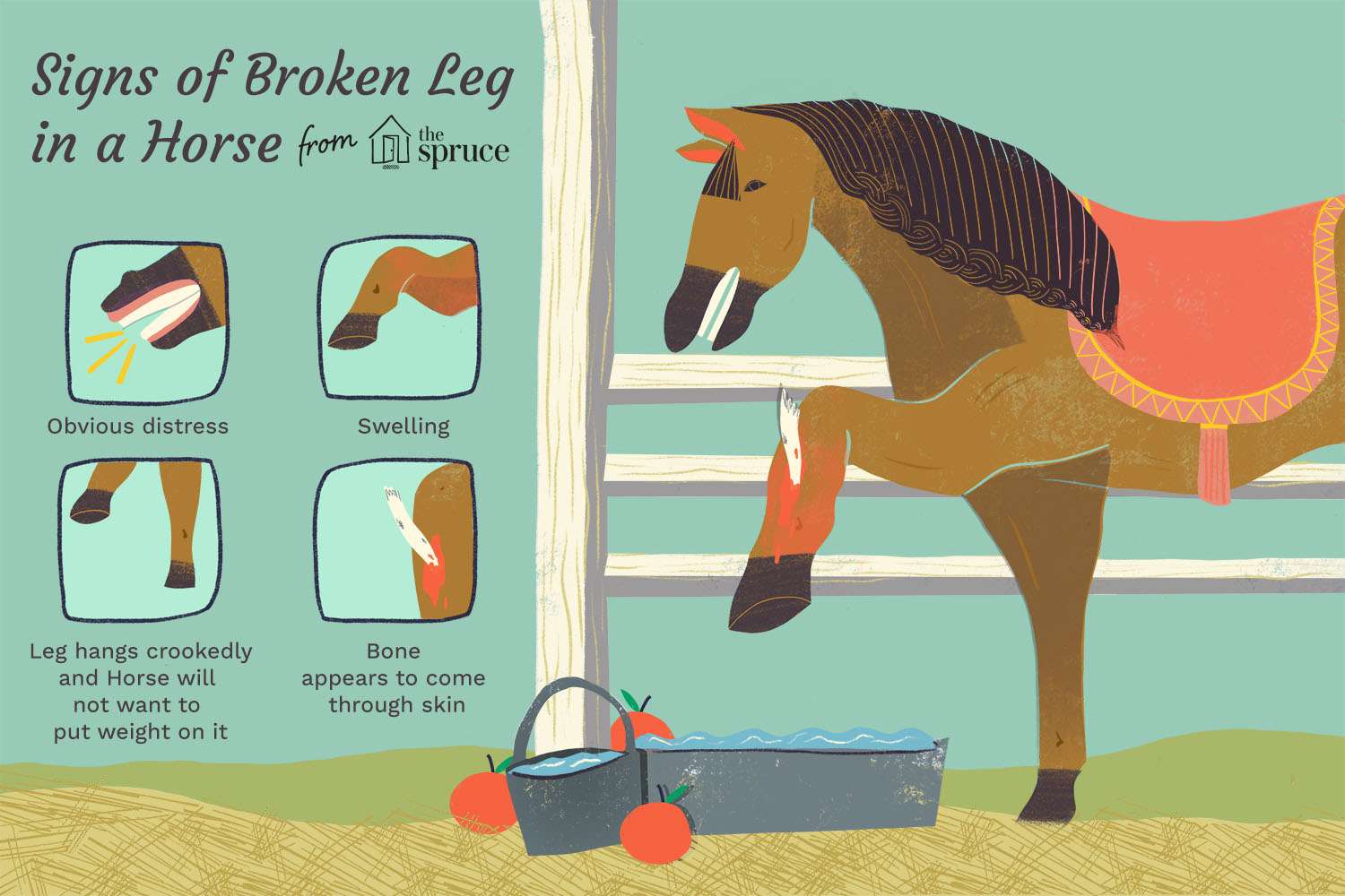 signs of a broken leg in a horse illustration