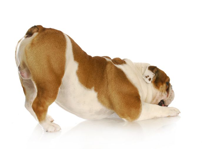 Bulldog with rear in the air