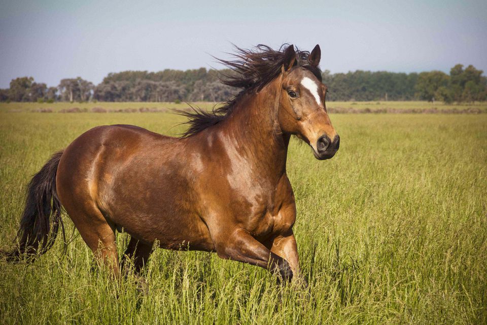 Horse galloping in grass