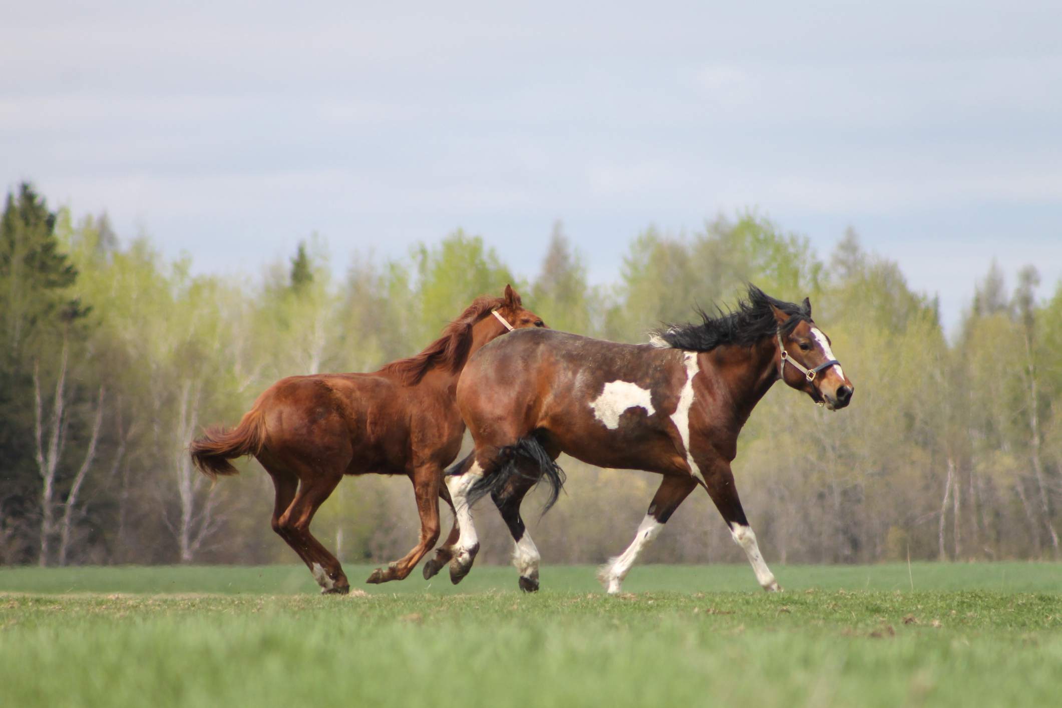 Horses running together in a field