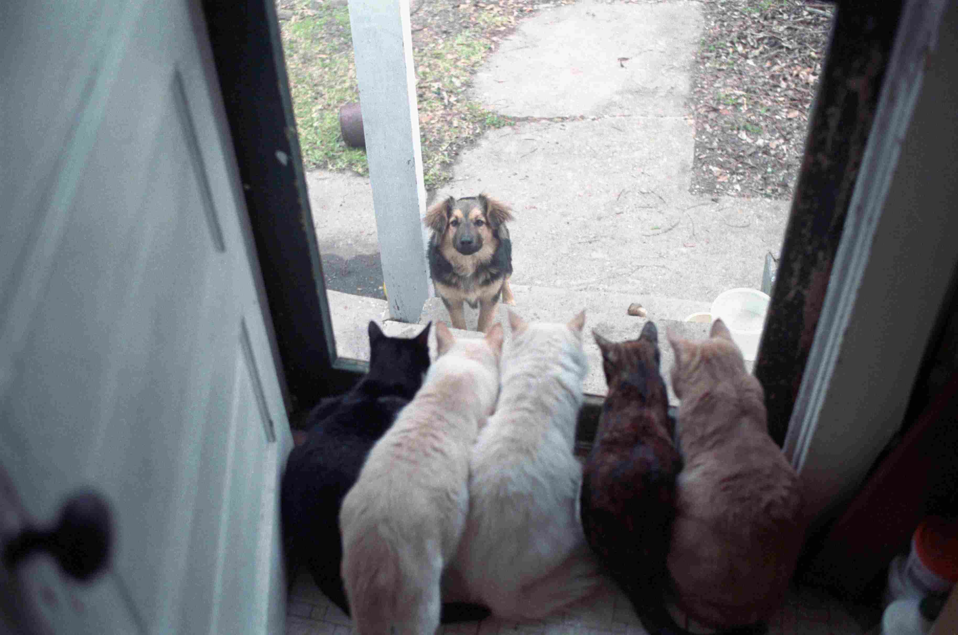 Dog Looking Through Cat-Lined Window