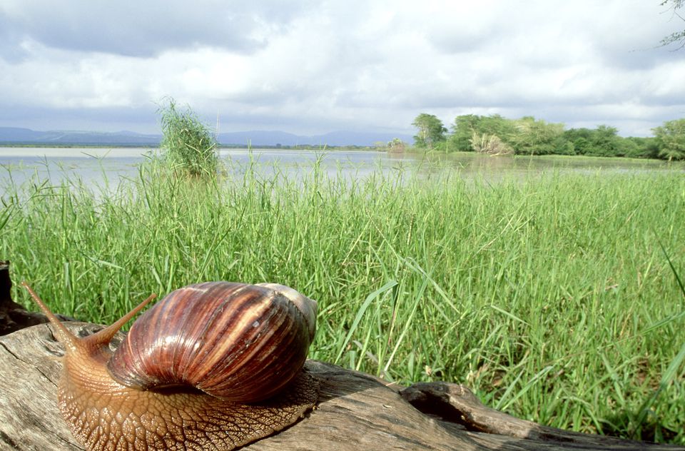 Giant African land snail: achatina achatina mkuze zululand
