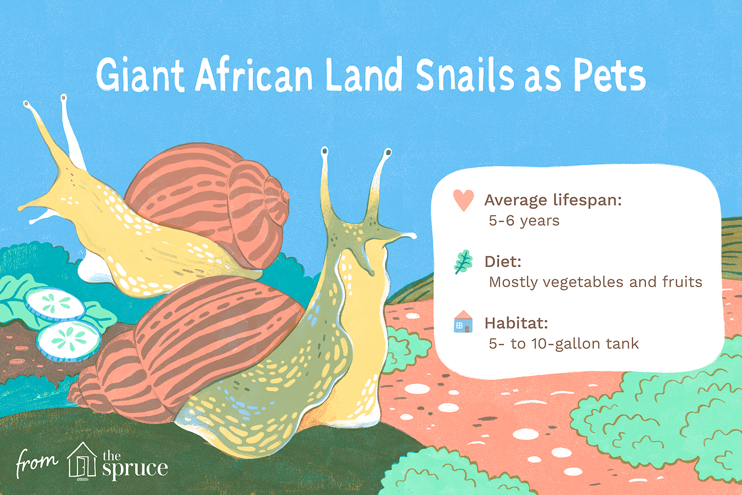 giant african land snails as pets illustration