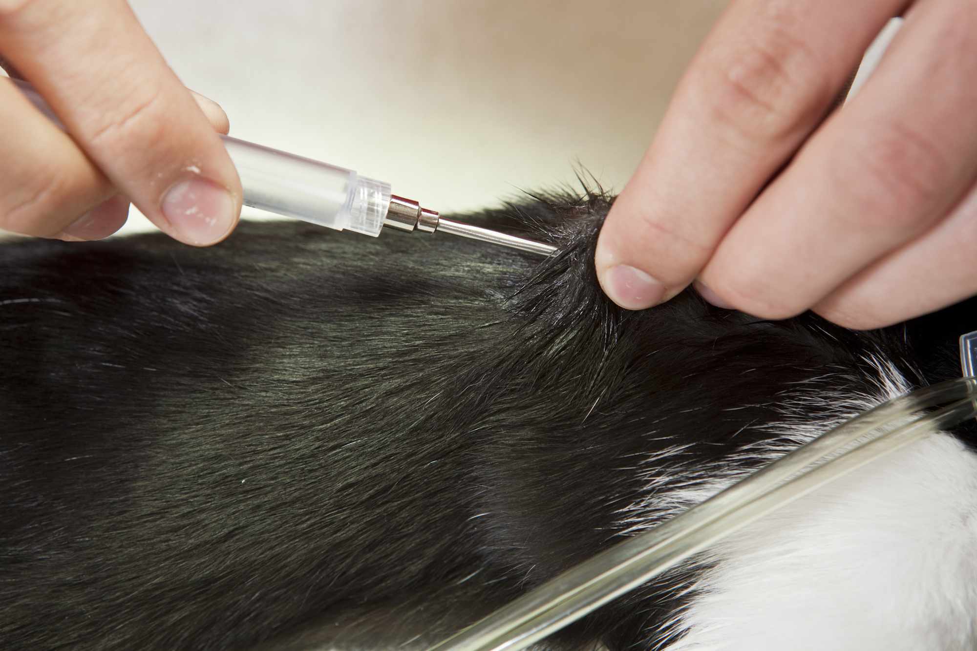 A veterinarian is injecting a microchip between the shoulder blades of a young cat.