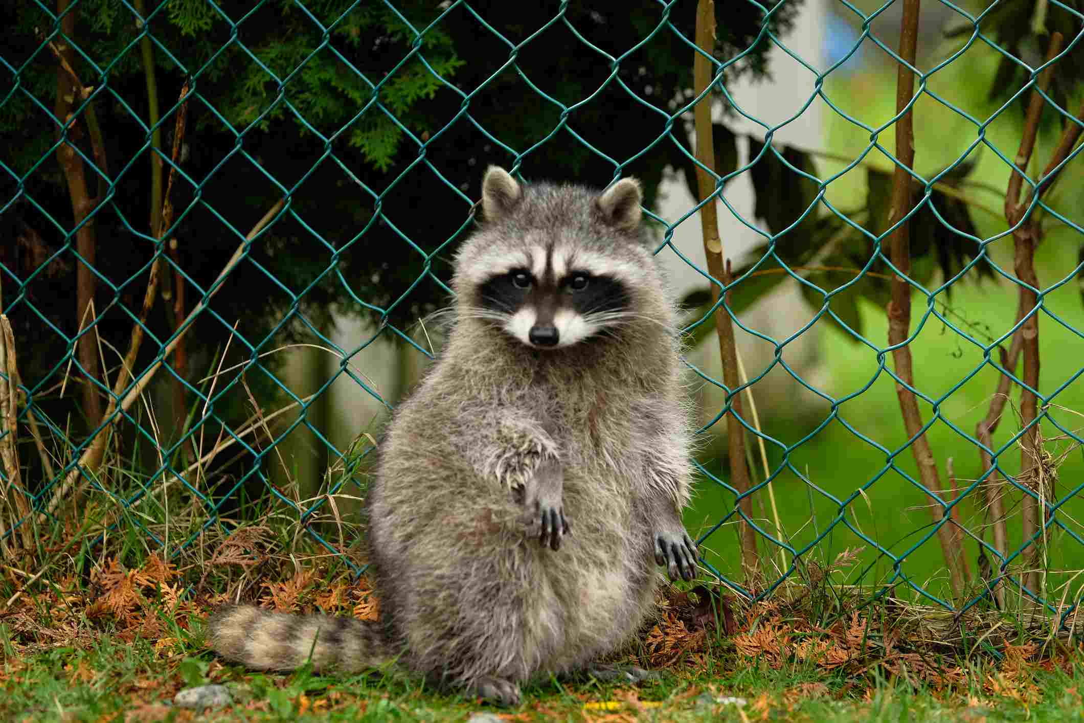 Raccoon in front of a fence