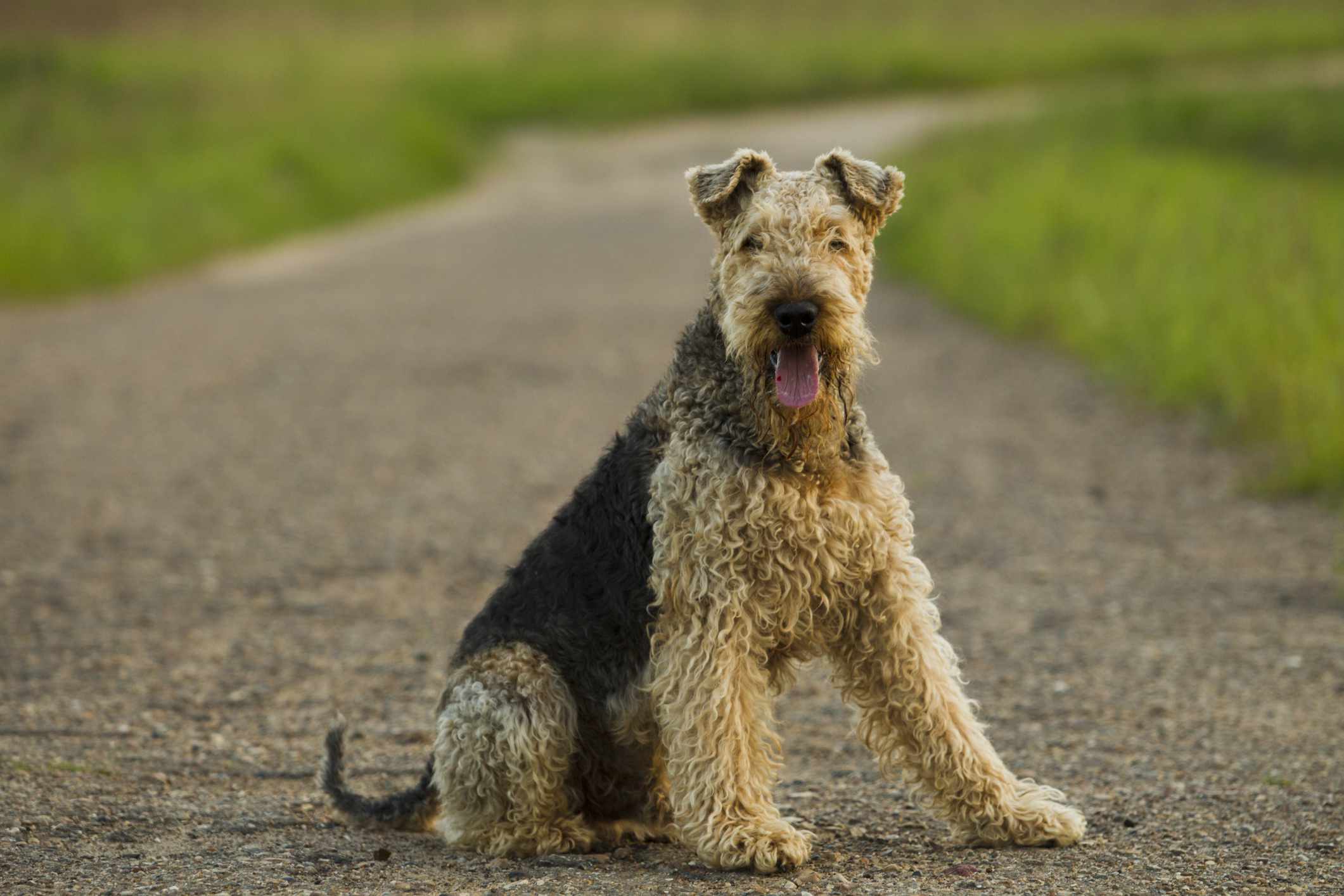 Airedale Terrier stting on a road with grass in the background