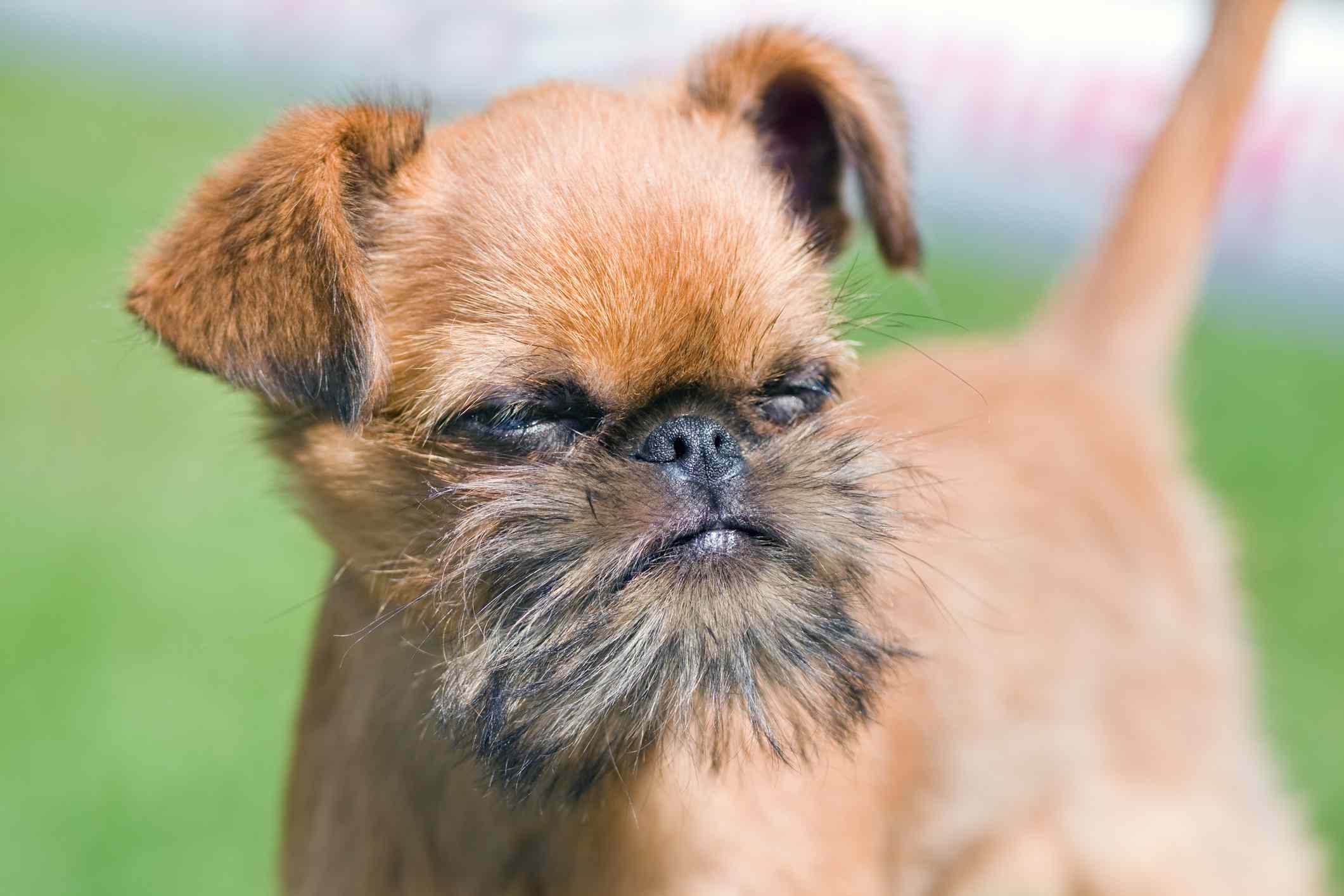 Young Brussels Griffon head shot