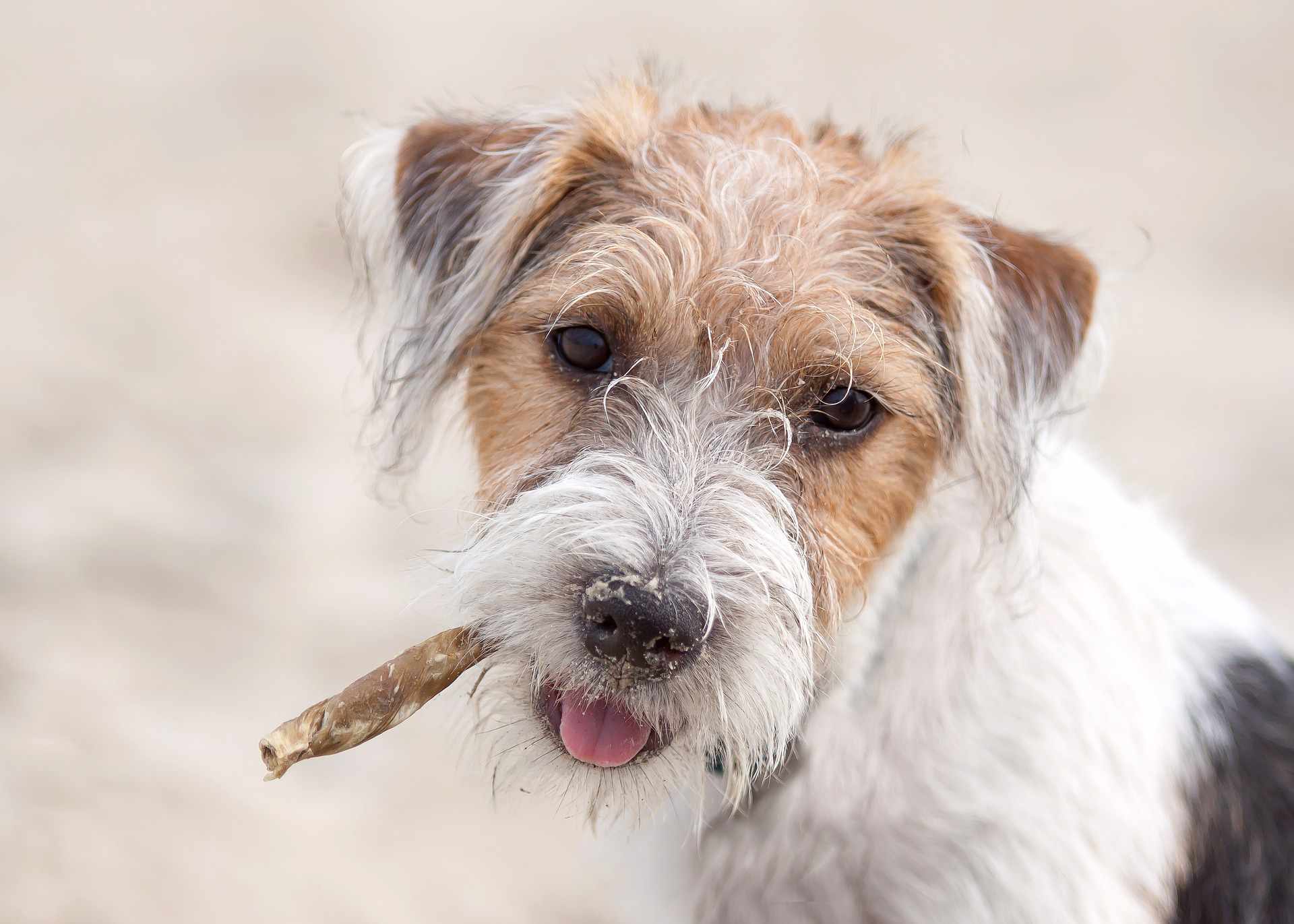 Wire Haired Jack Russell Teriier with chew in its mouth