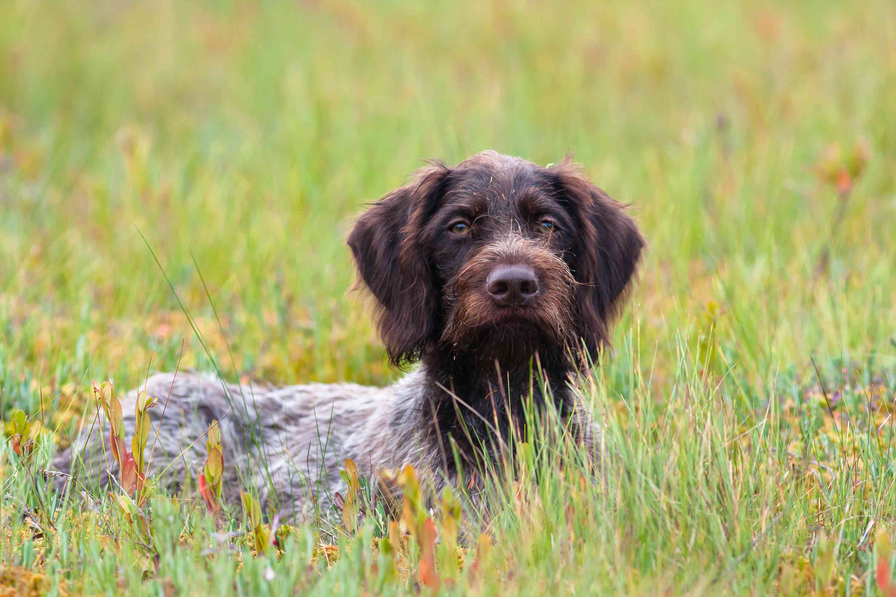German Wire Haired Pointer lying in long grass