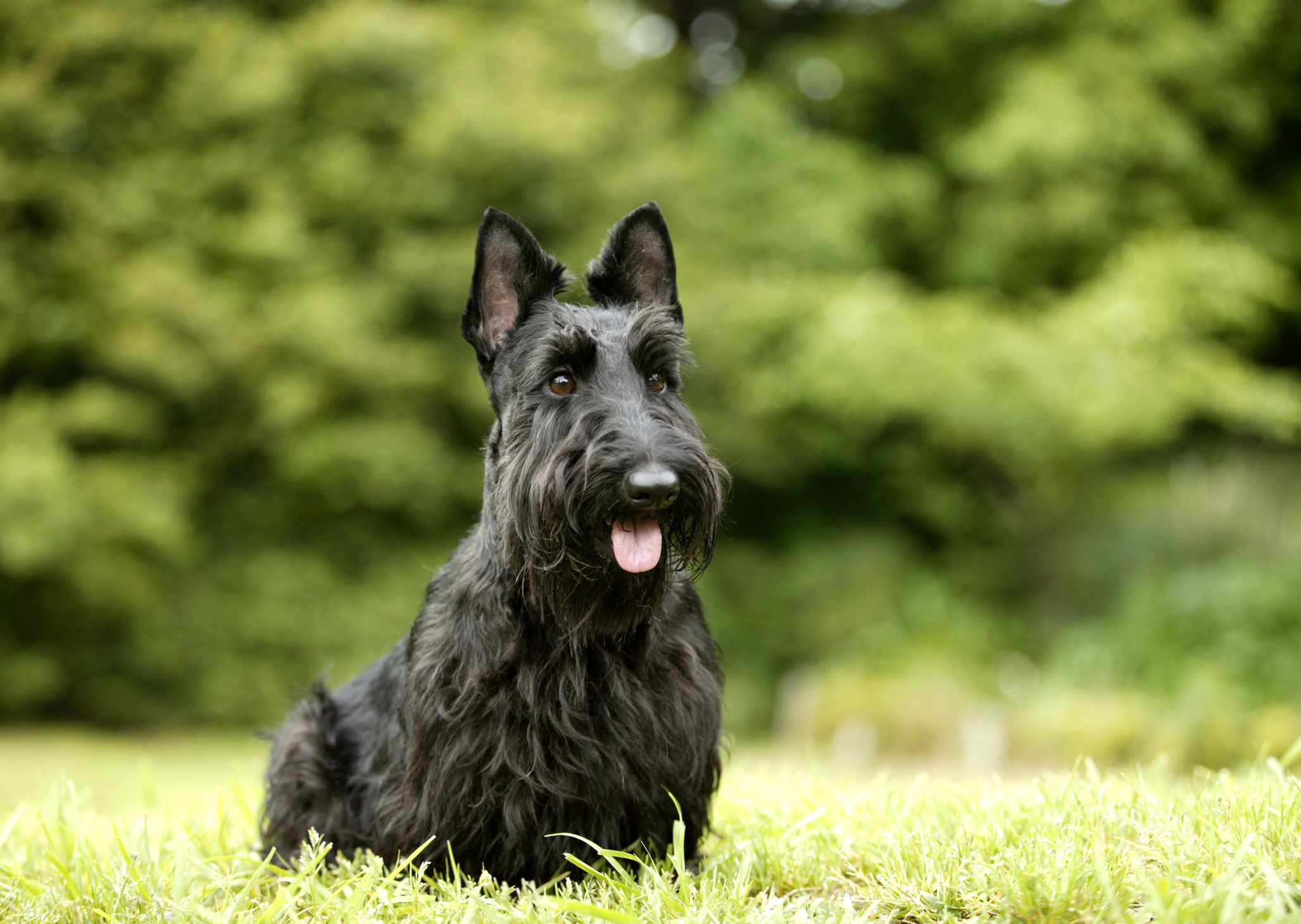 Scottish Terrier sitting on grass in front of trees