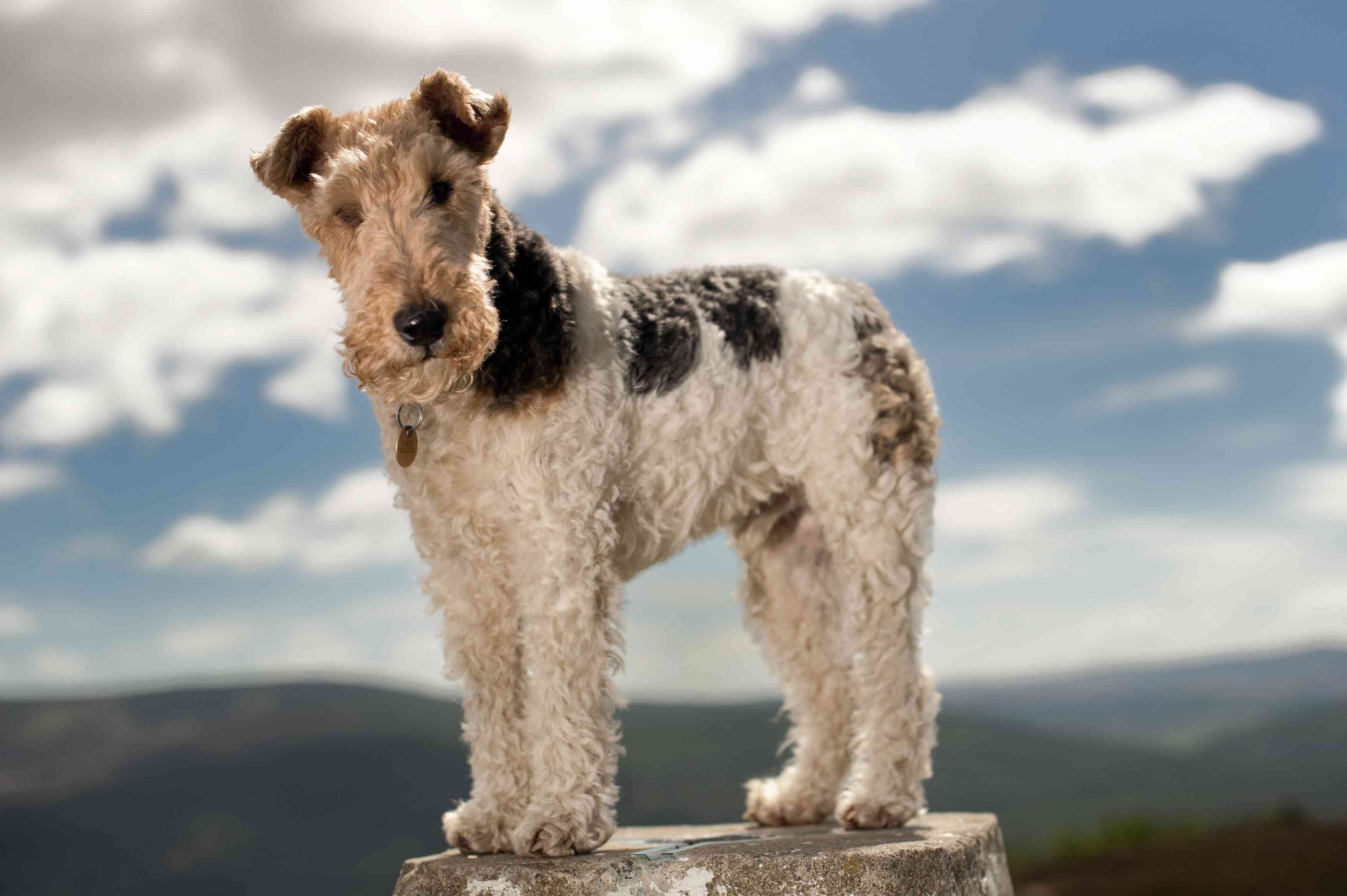 Wire Haired Fox Terrier standing on a rock in front of mountain landscape