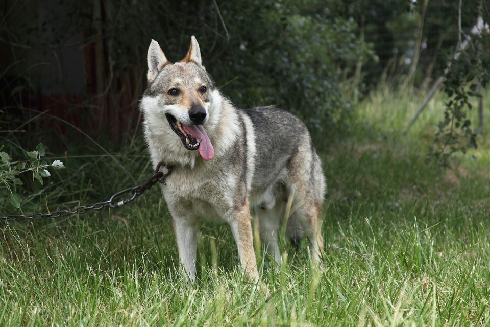 Czechoslovakian wolf dog attached to a chain