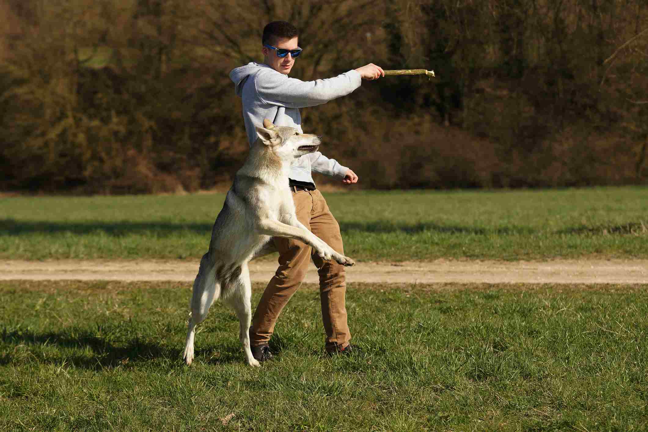 Man playing with wolf dog