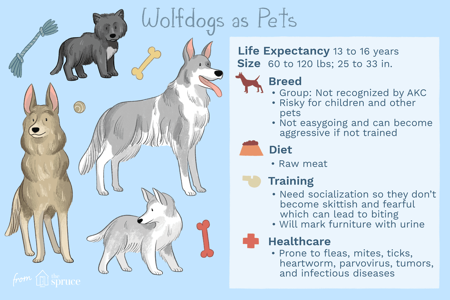 wolfdogs as pets illustration
