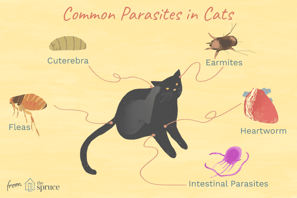 common parasites in cats