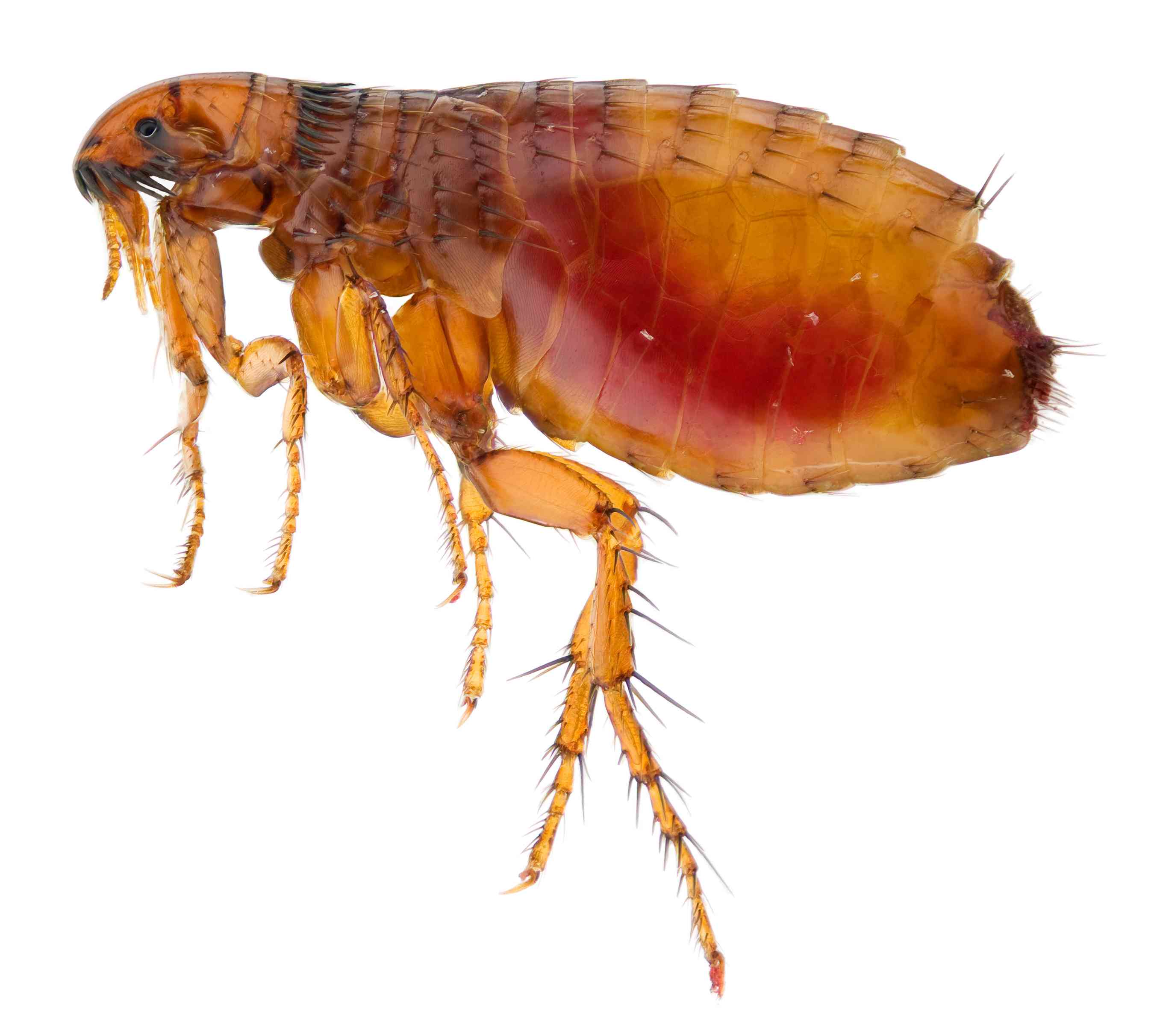 Up close image of a flea