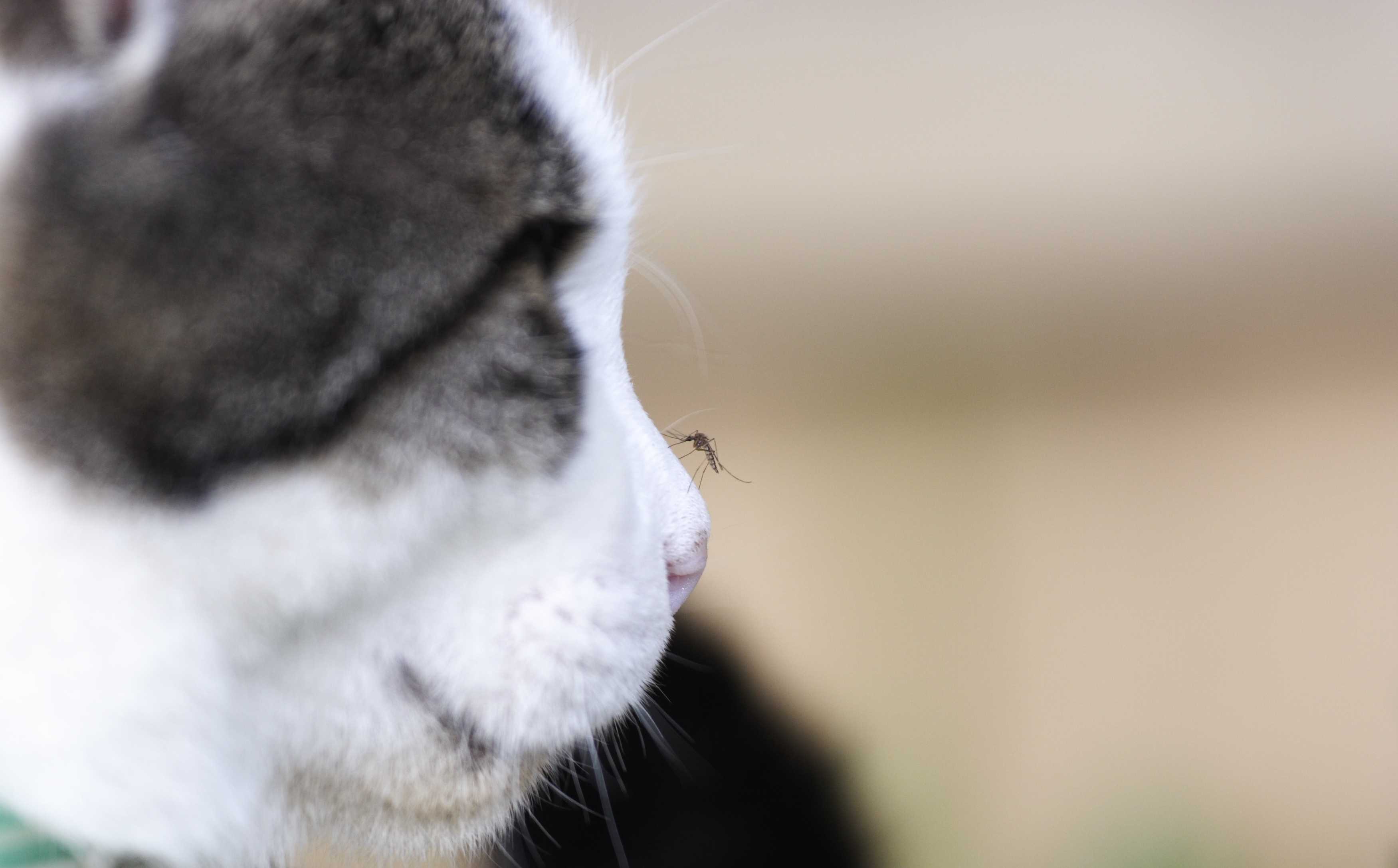 Mosquito on cat's nose